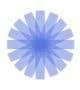 Chicory Wealth