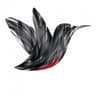 Webbird Media