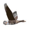 BirdWatch Ireland