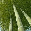 Dutch Bamboo Foundation