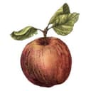 Finnriver Farm & Cidery