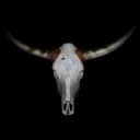 Vier für Texas